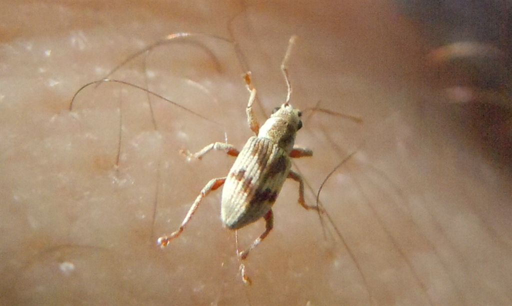 Curculionide con la freccia: Pseudomyllocerus neapolitanus